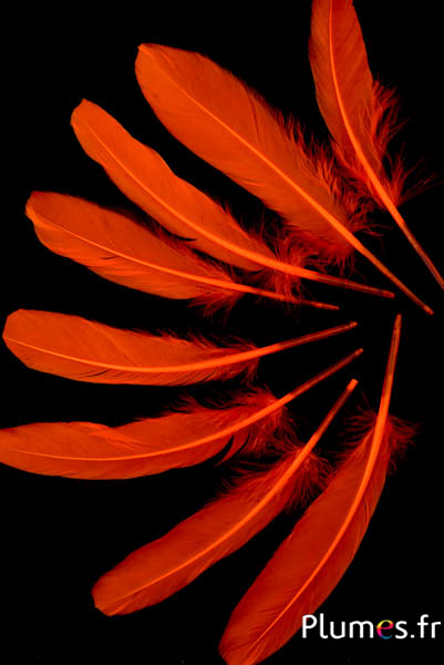 Oie - 15-21 cm - orange sanguin